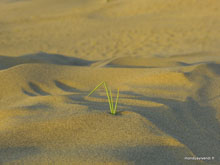 Désert de Thar- Inde